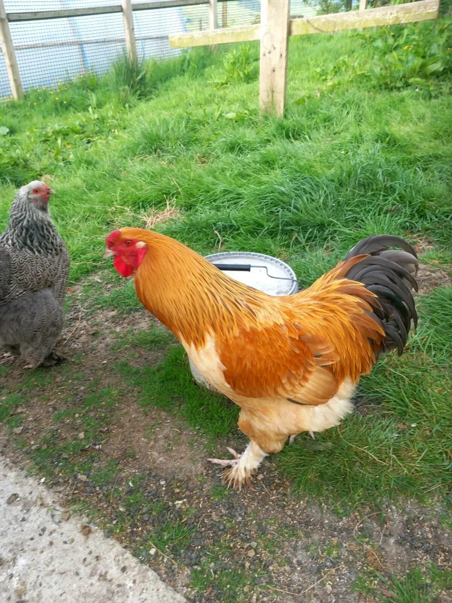 2 Brahma Roosters - Image 1