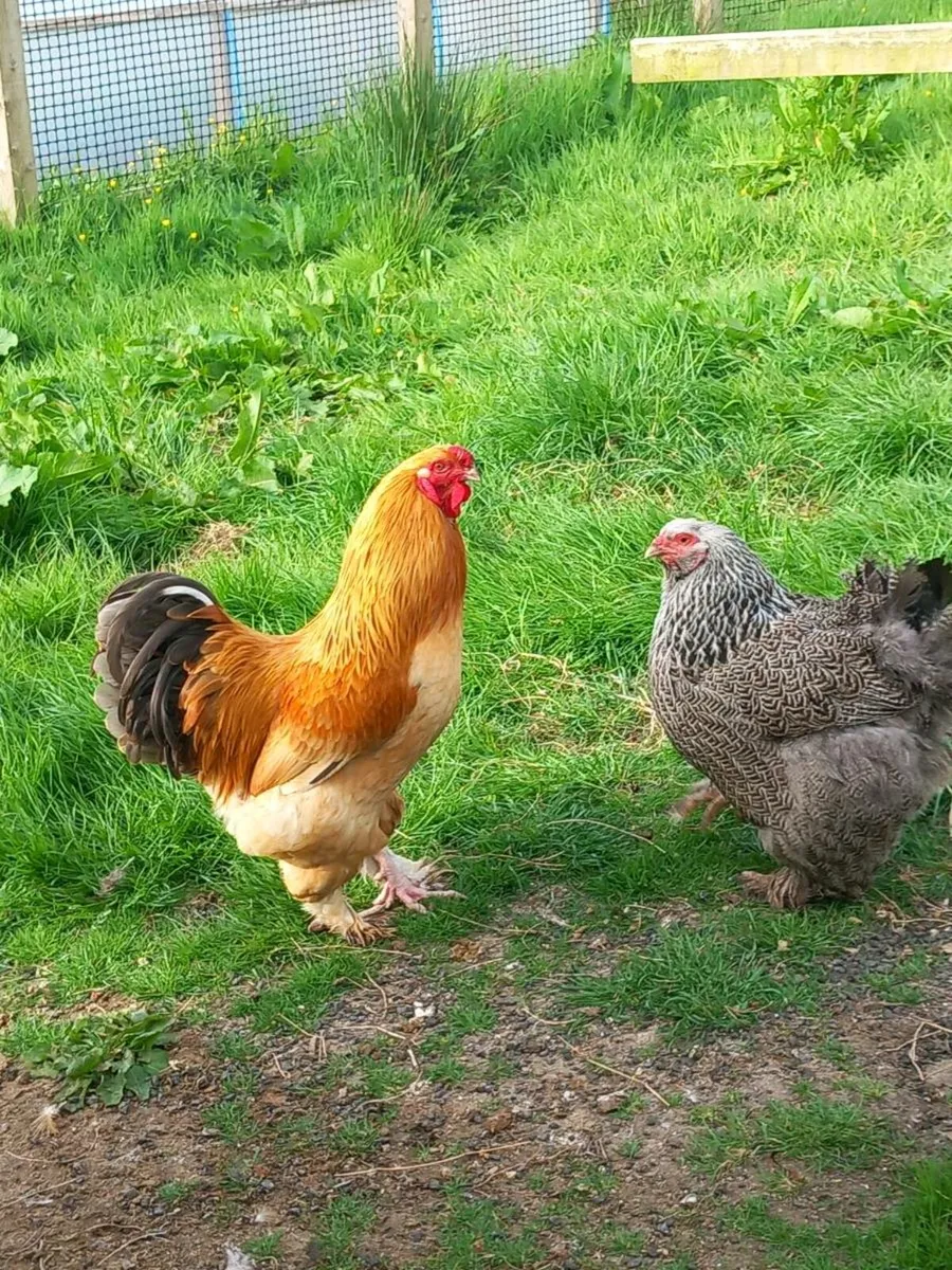 2 Brahma Roosters - Image 2