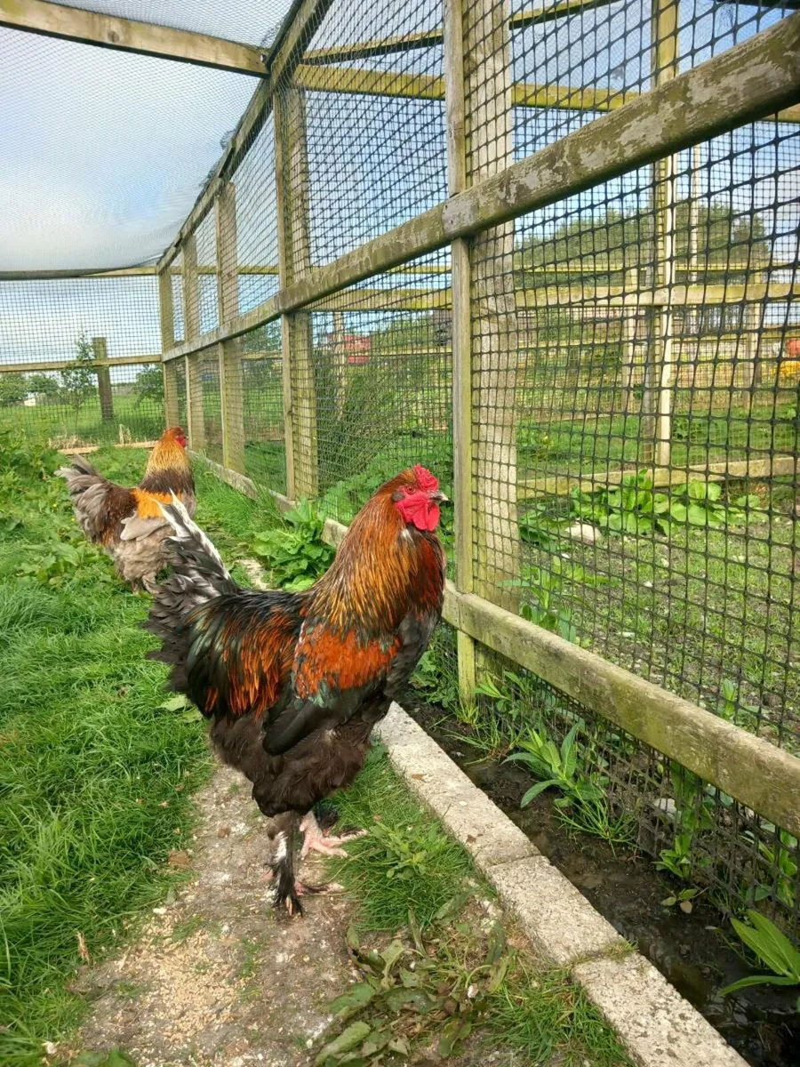 2 Brahma Roosters - Image 3