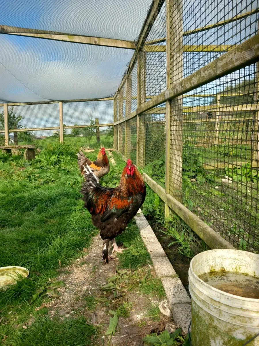 2 Brahma Roosters - Image 4