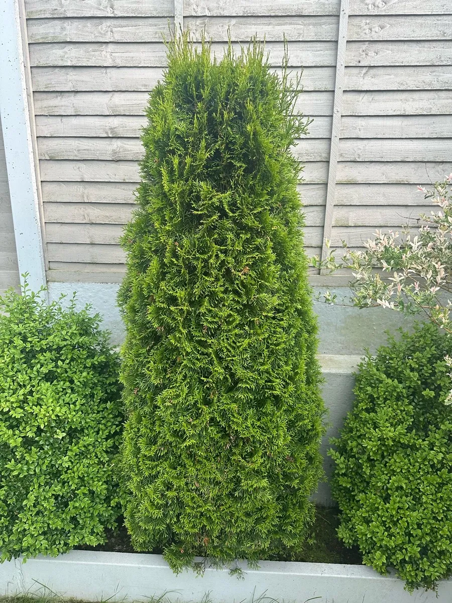 Thuja - Image 1