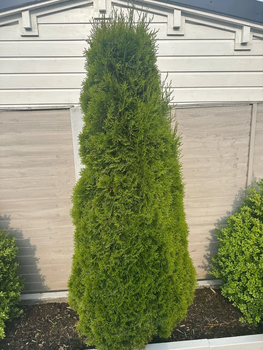 Thuja - Image 2
