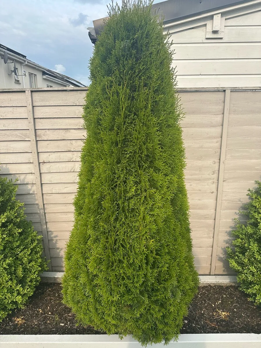 Thuja - Image 3