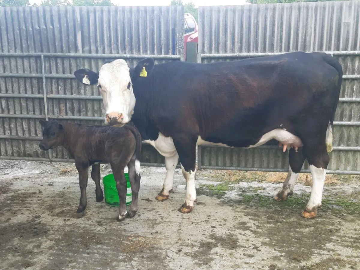 SUPER HEIFER WITH A U-GRADING LIMOUSINE BULL CALF - Image 1