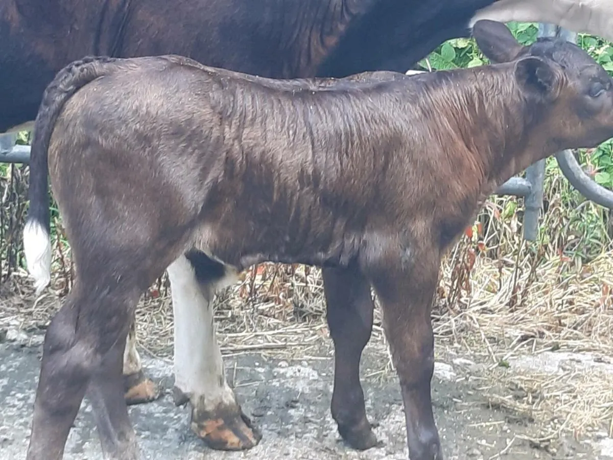 SUPER HEIFER WITH A U-GRADING LIMOUSINE BULL CALF - Image 2