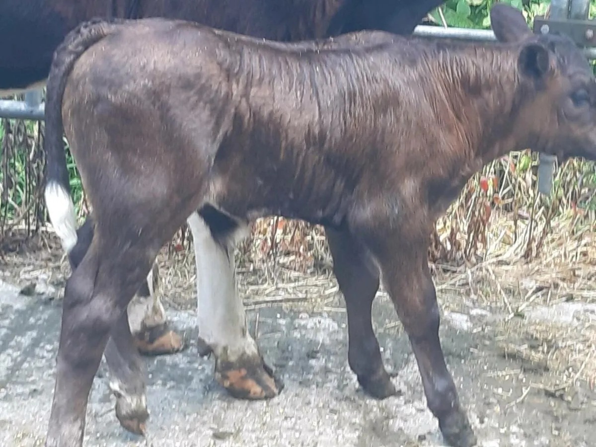 SUPER HEIFER WITH A U-GRADING LIMOUSINE BULL CALF - Image 3