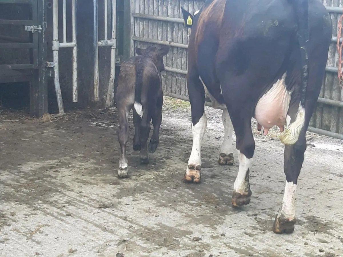 SUPER HEIFER WITH A U-GRADING LIMOUSINE BULL CALF - Image 4