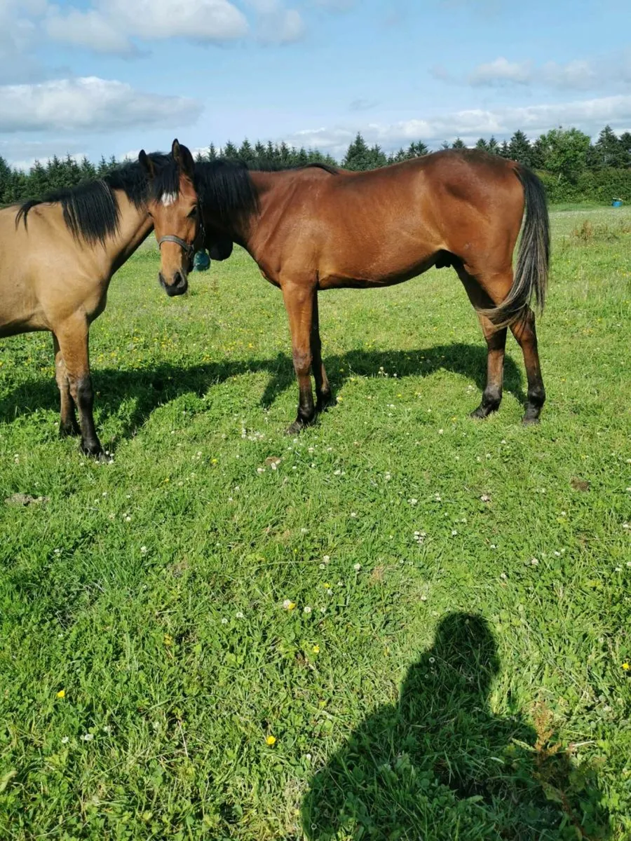 Yearling geldings - Image 1