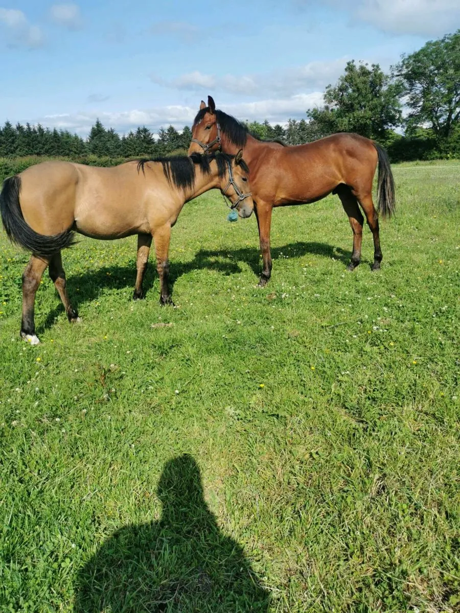 Yearling geldings - Image 2