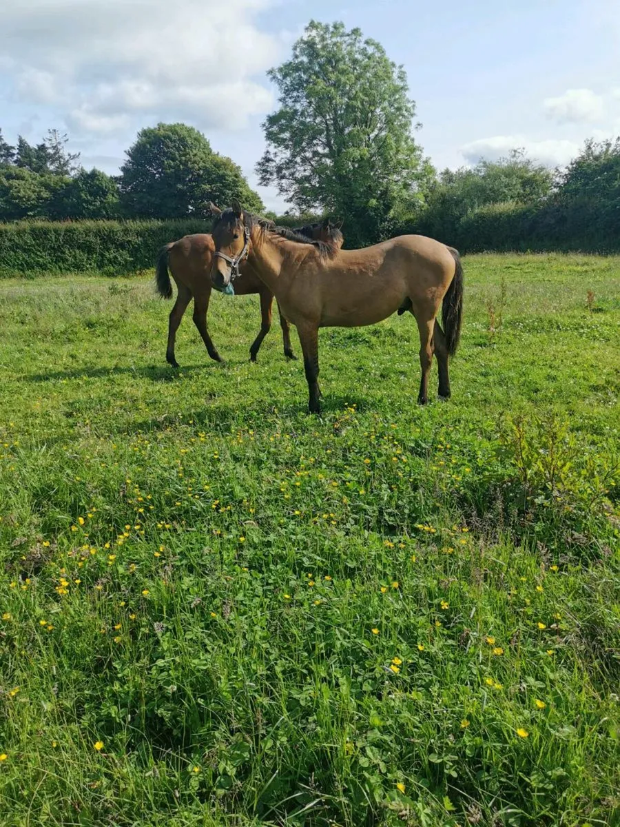 Yearling geldings - Image 3