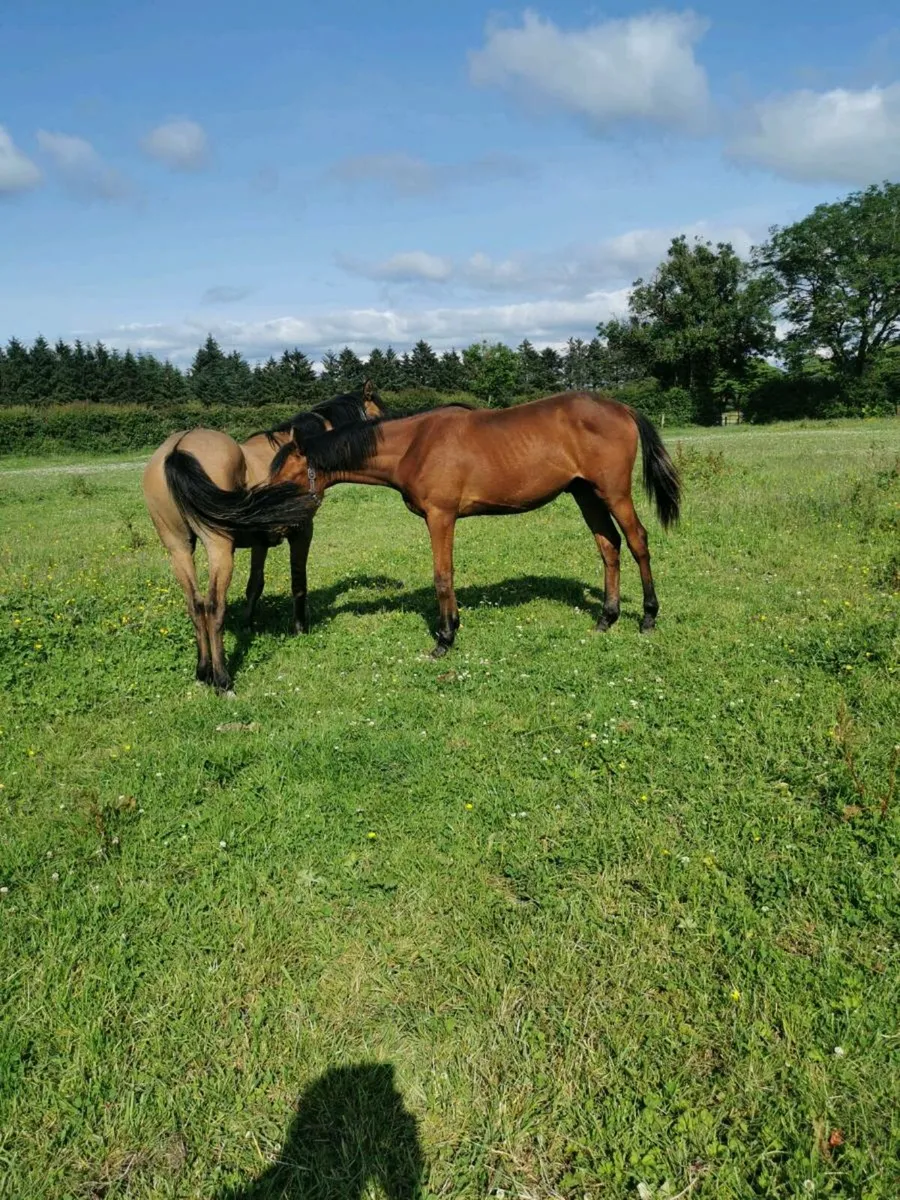 Yearling geldings - Image 4
