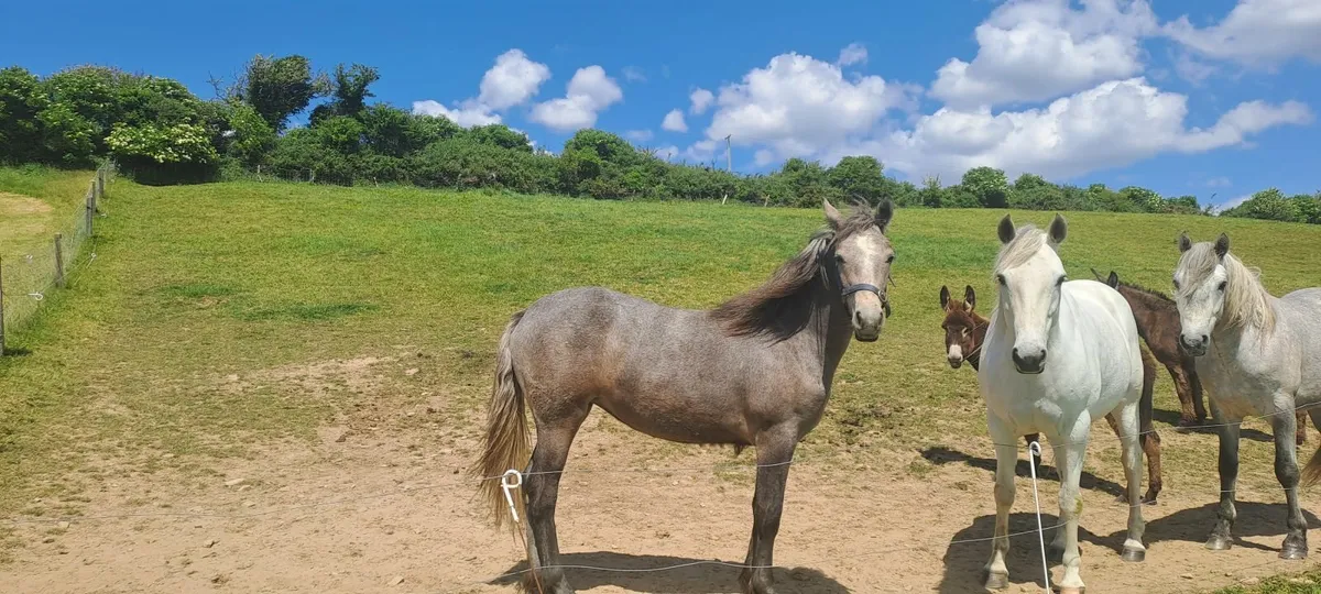Pony - Image 1