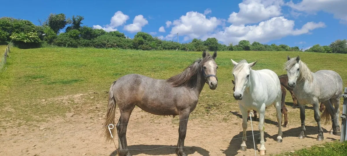 Pony - Image 2