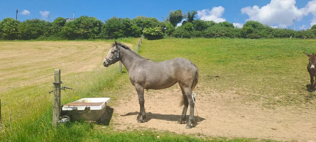 Pony - Image 3