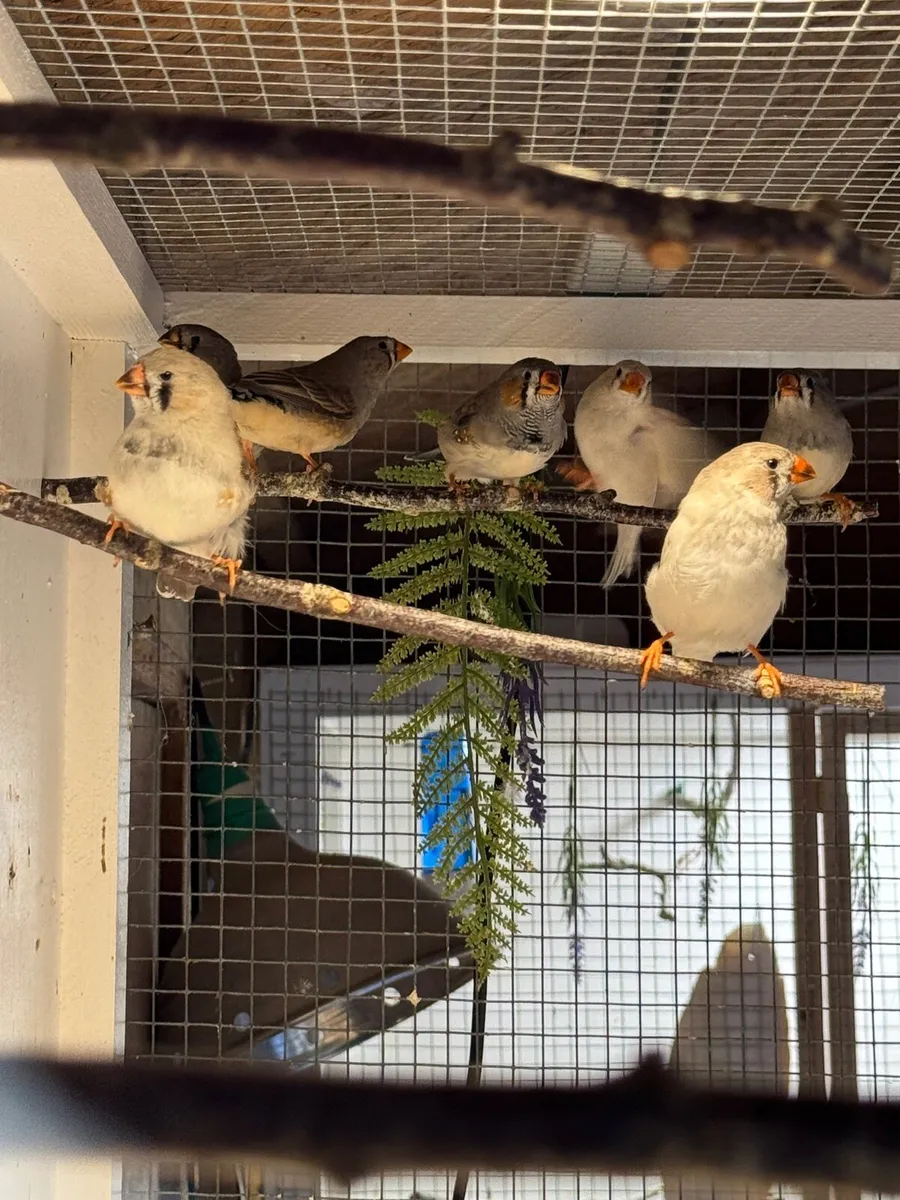 Young Zebra Finch Birds - Image 1