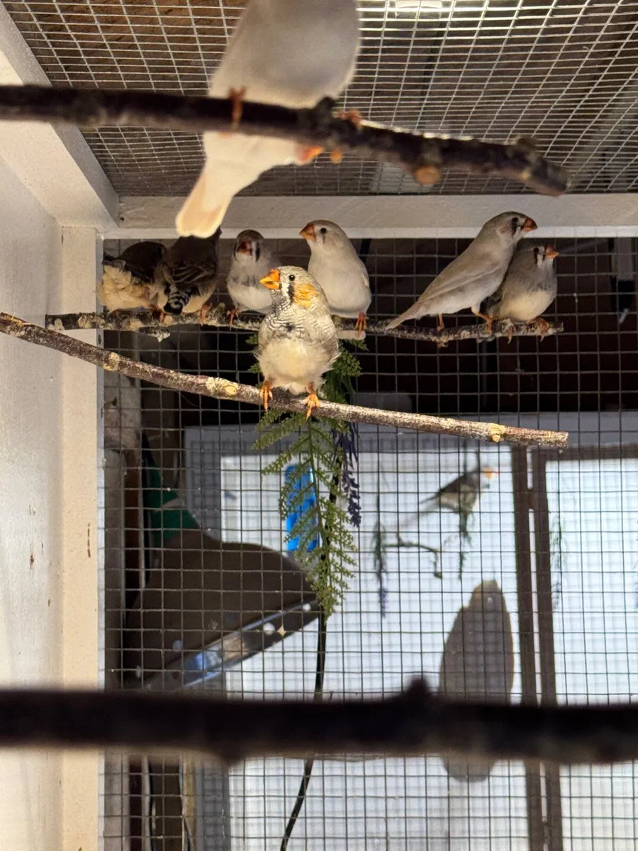 Young Zebra Finch Birds - Image 2