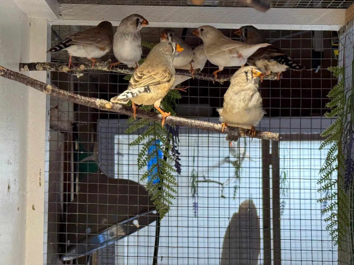 Young Zebra Finch Birds - Image 3
