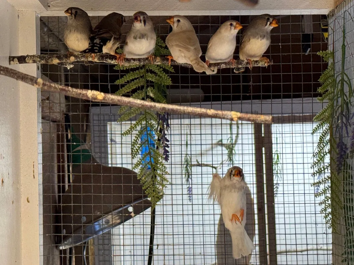 Young Zebra Finch Birds - Image 4