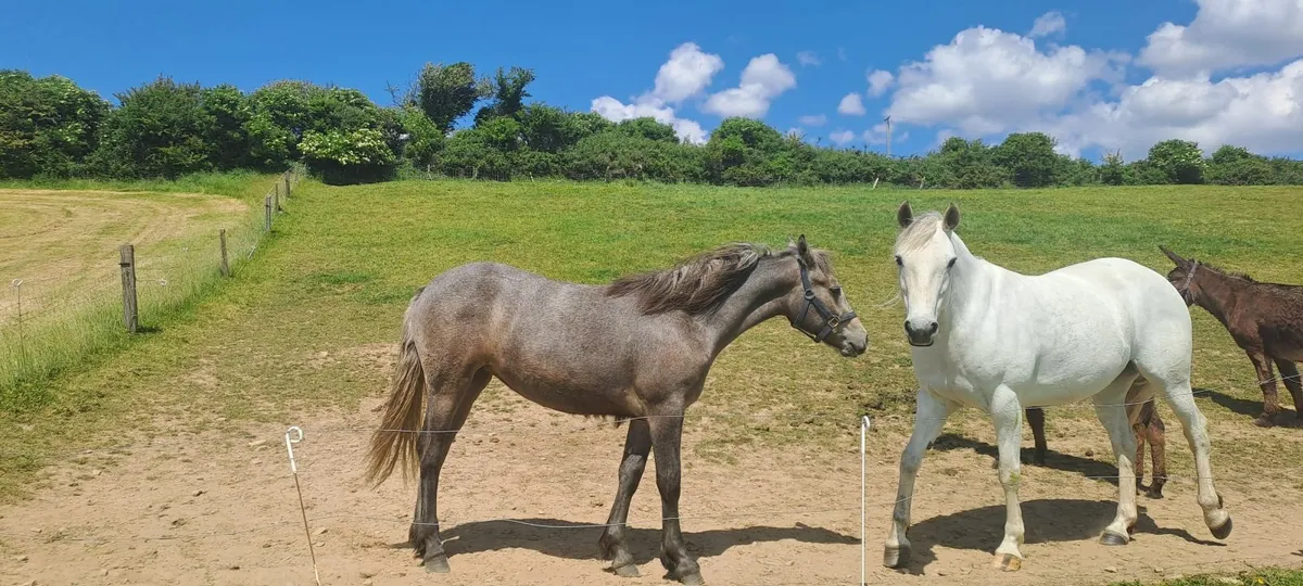 Pony - Image 4