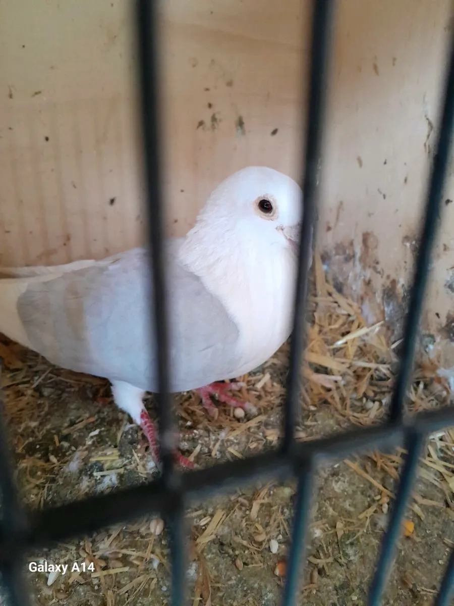 Pigeons - Image 1