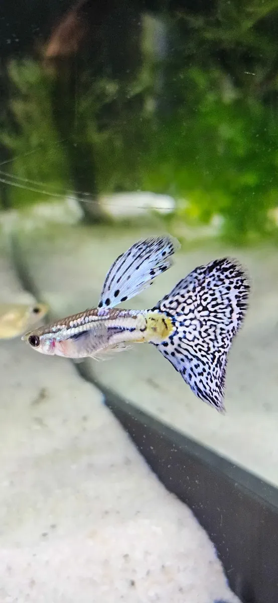 Guppy blue and red - Image 1