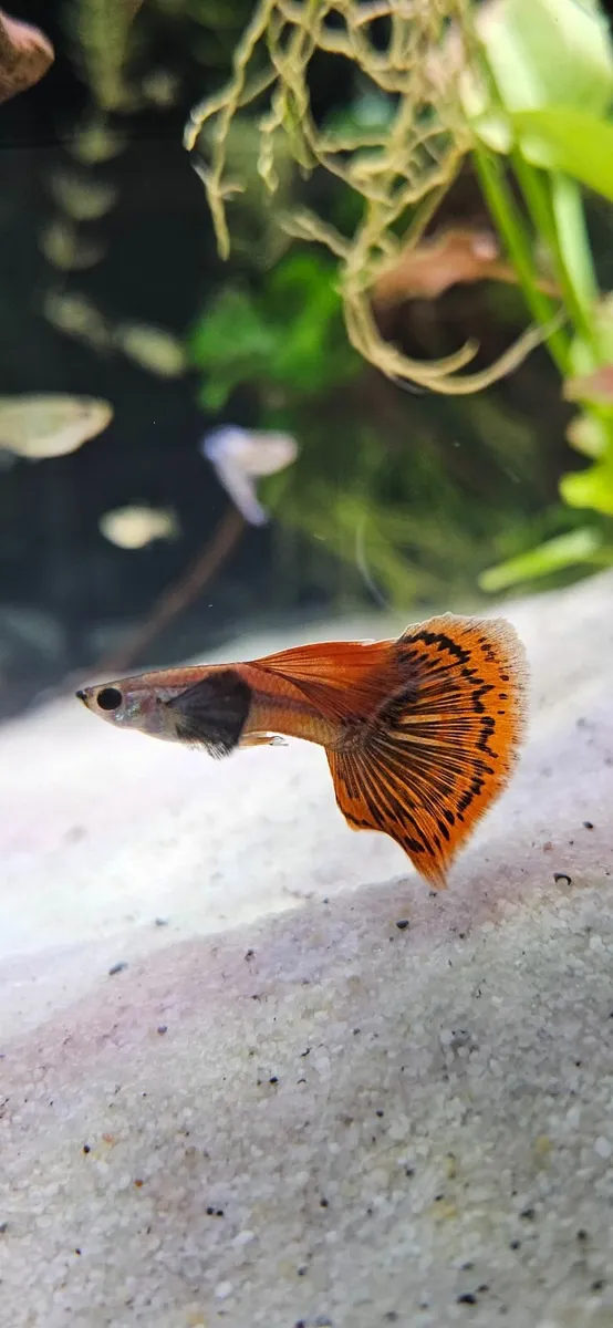 Guppy blue and red - Image 2