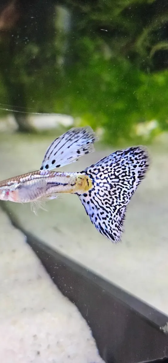 Guppy blue and red - Image 3