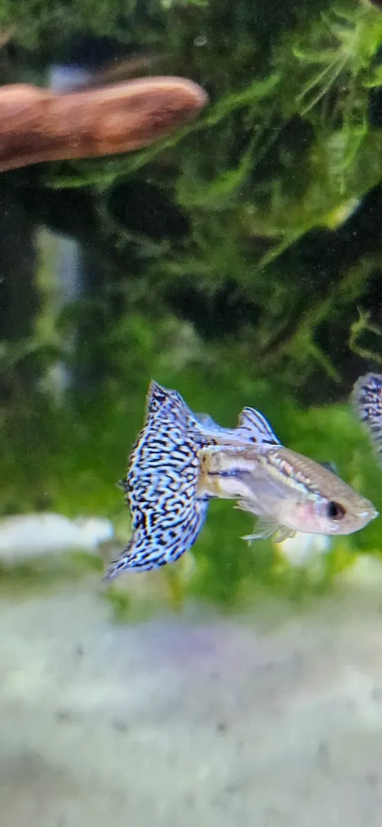 Guppy blue and red - Image 4
