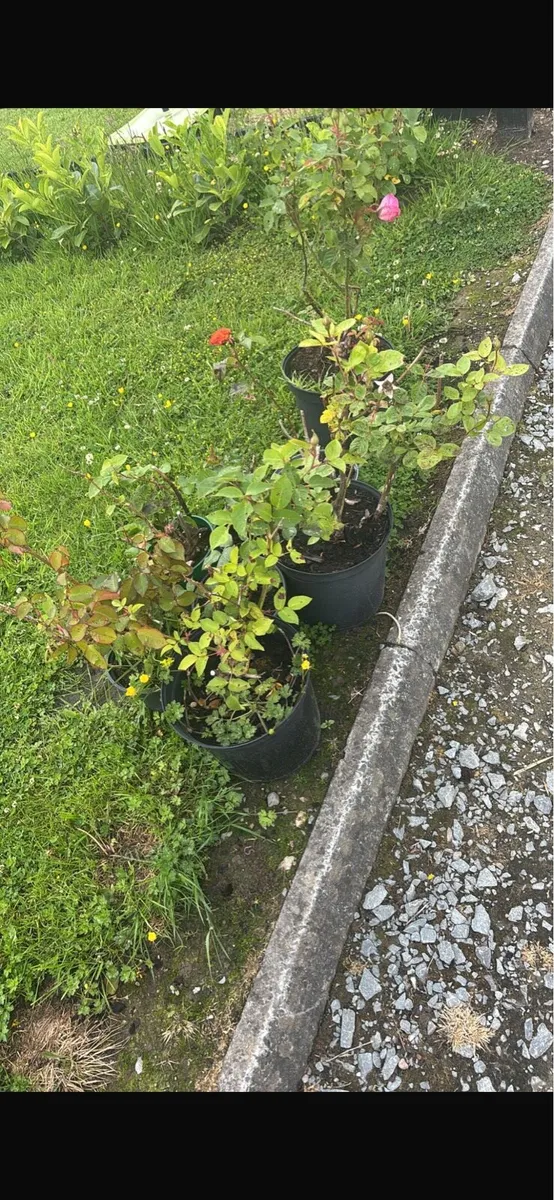 8 rose bushes