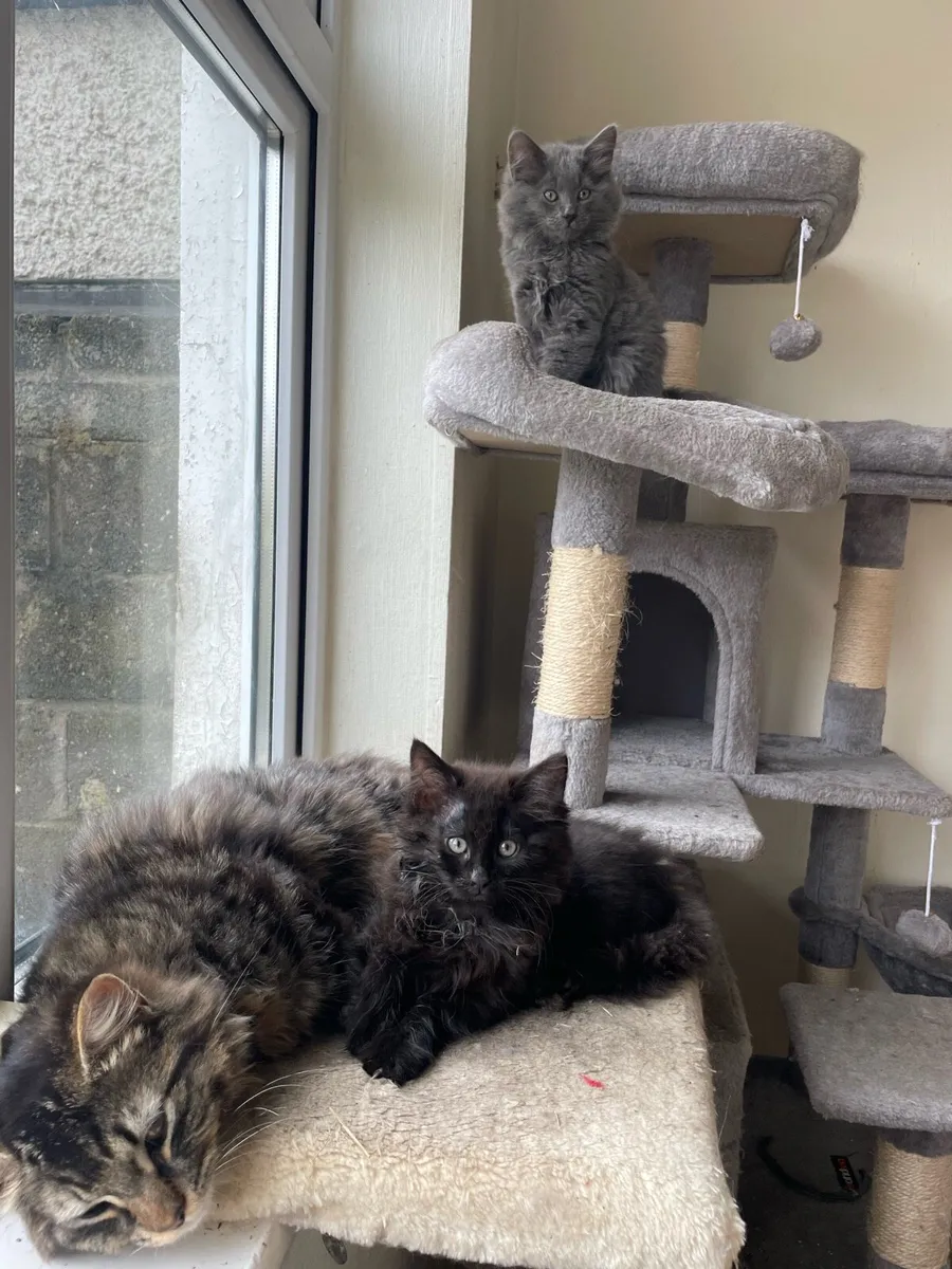 Kittens - Image 1