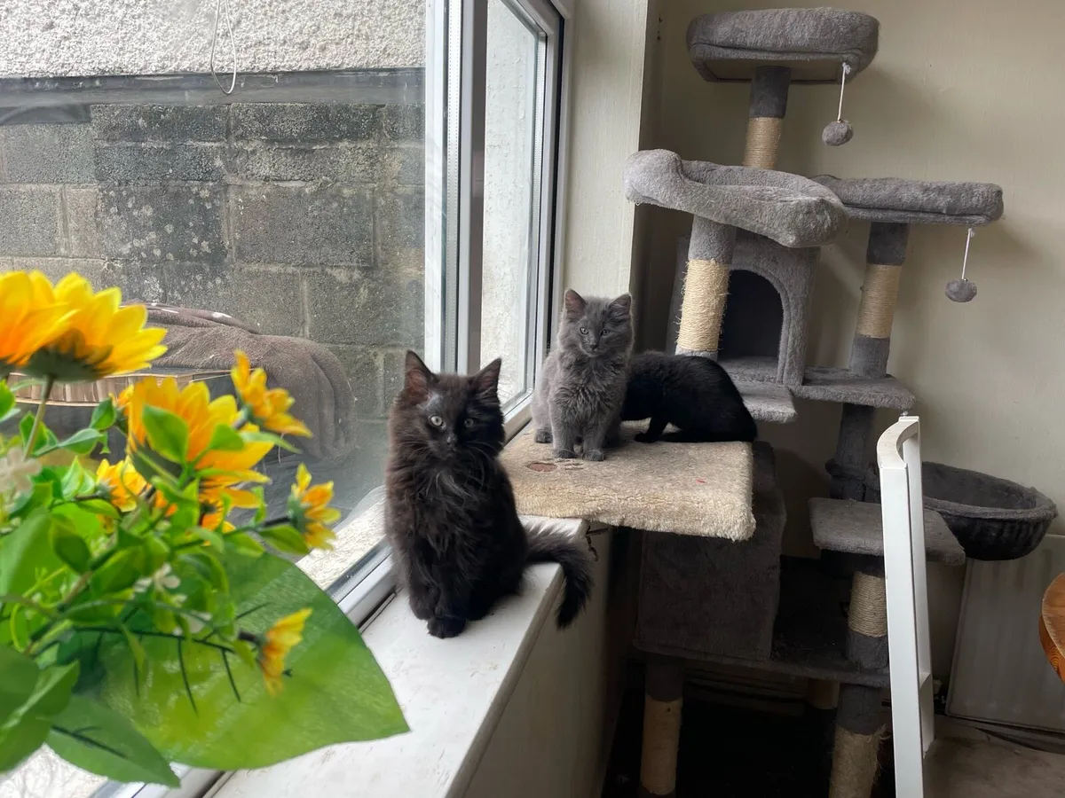 Kittens - Image 2