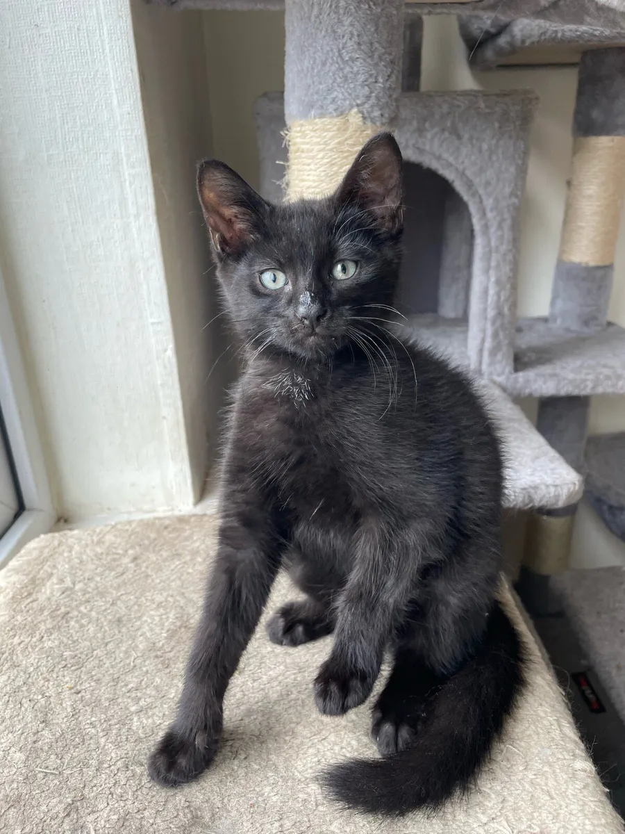 Kittens - Image 4