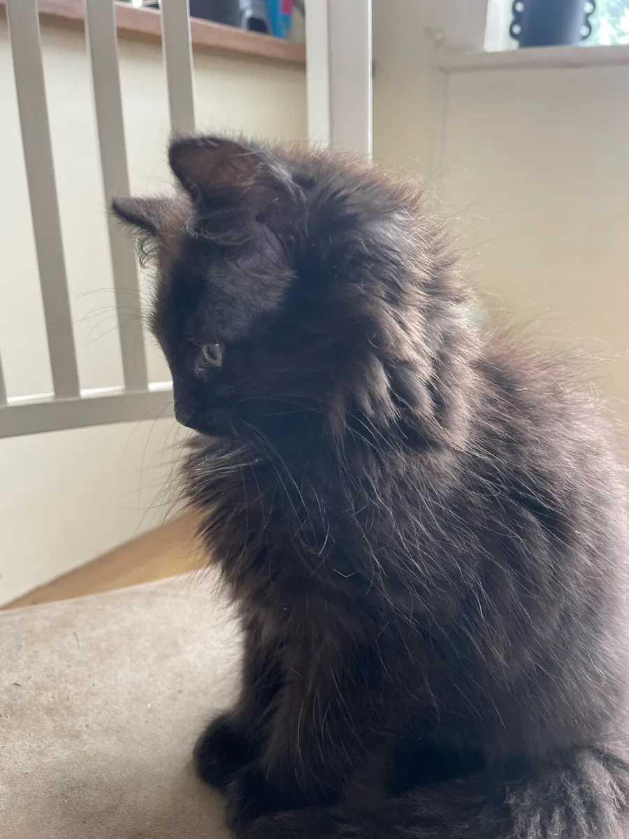 Kittens - Image 1