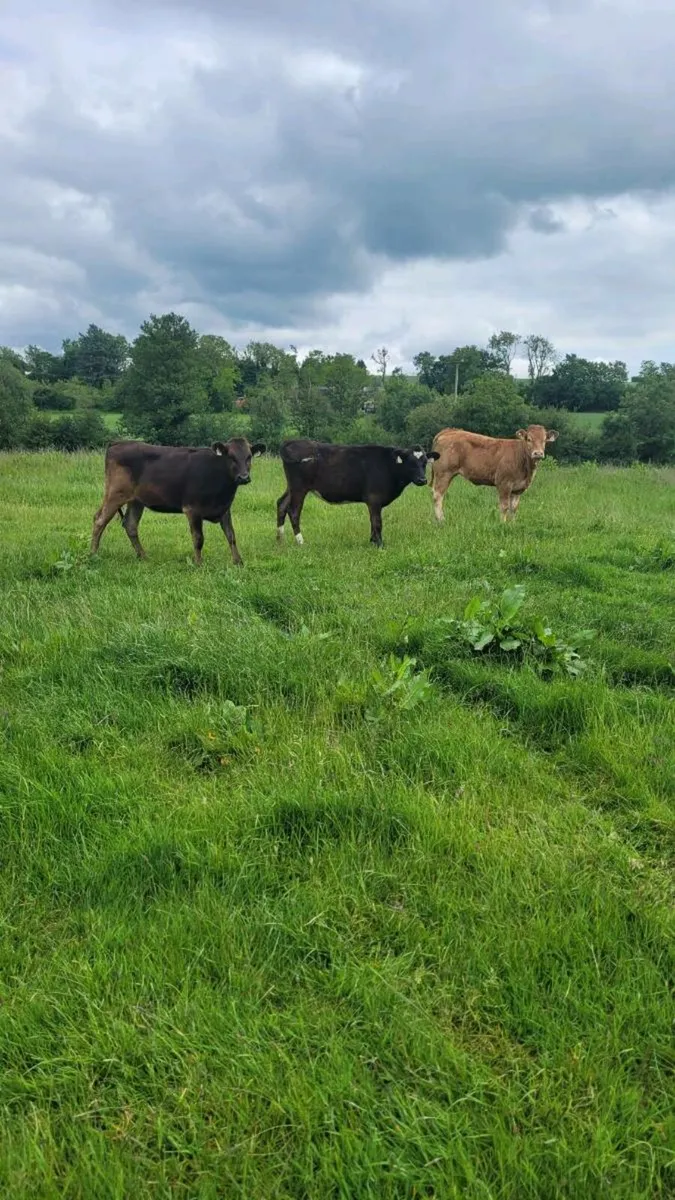 Heifers - Image 1