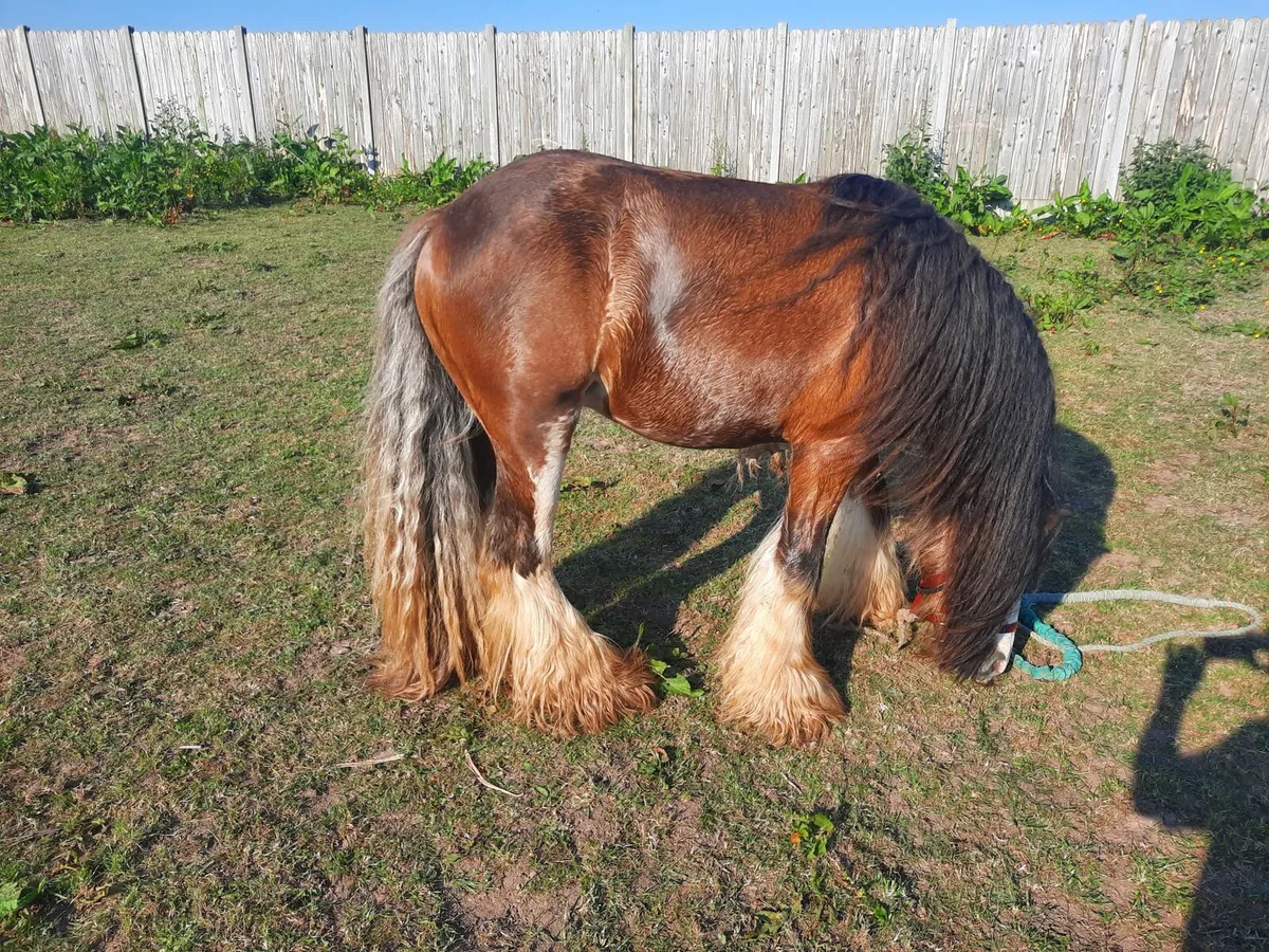 Heavy horse - Image 1