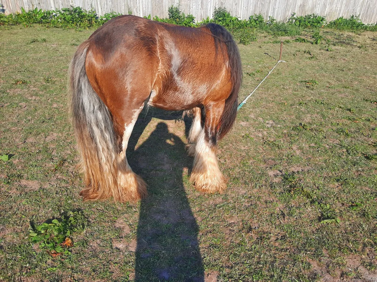 Heavy horse - Image 2