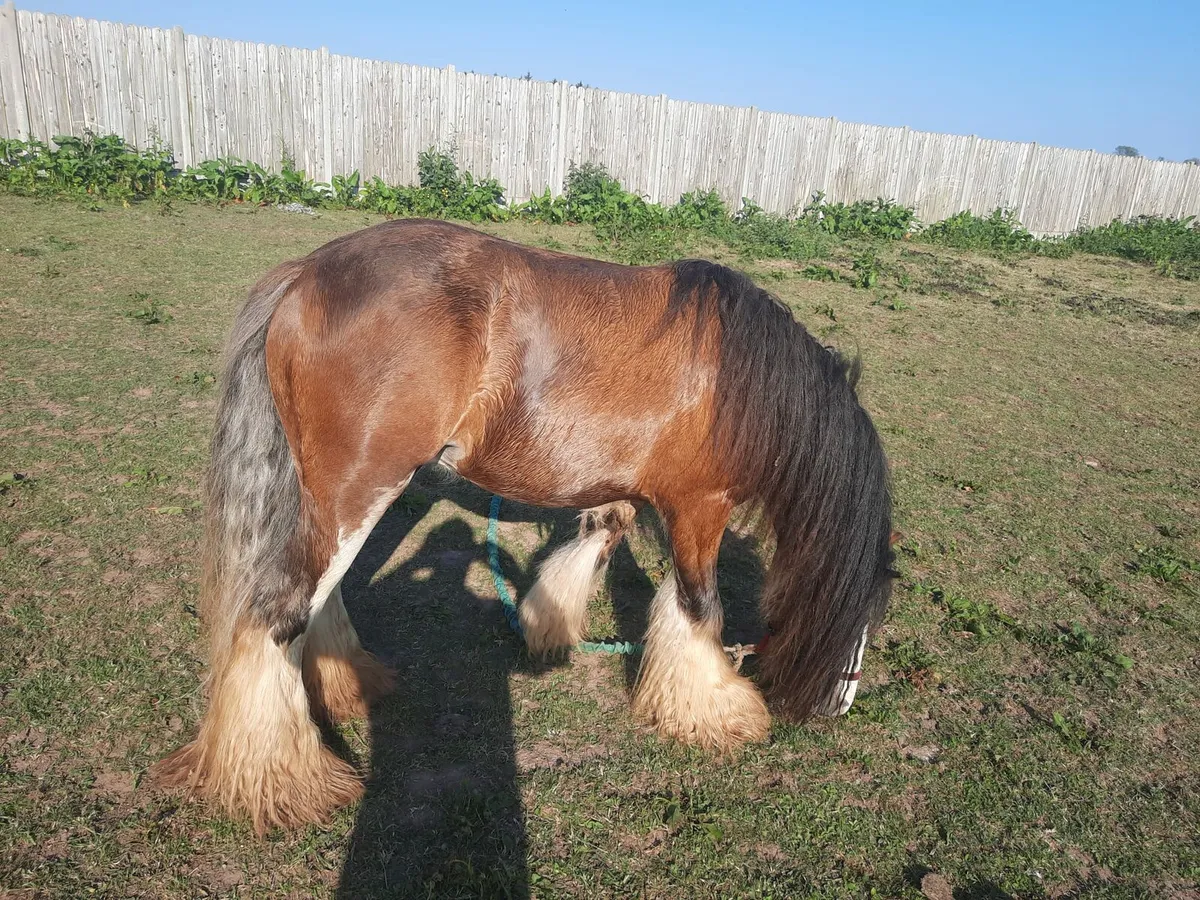 Heavy horse - Image 3