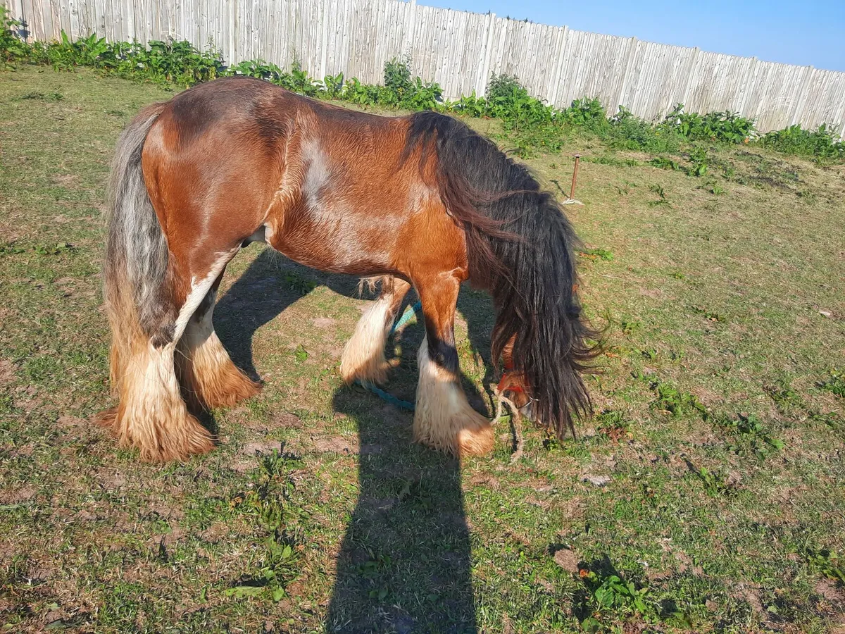 Heavy horse - Image 4