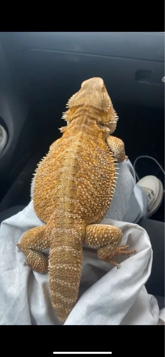 Bearded Dragon + Enclosure - Image 4