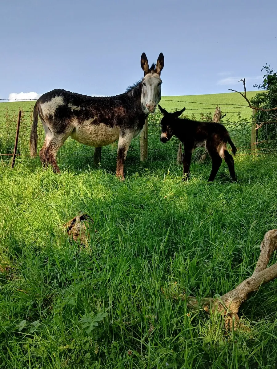 4 year old Piebald mare donkey with foal - Image 3