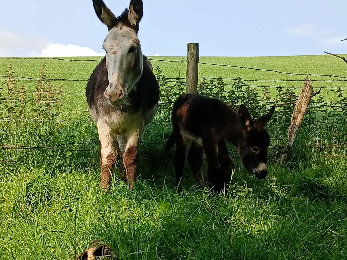 4 year old Piebald mare donkey with foal - Image 4
