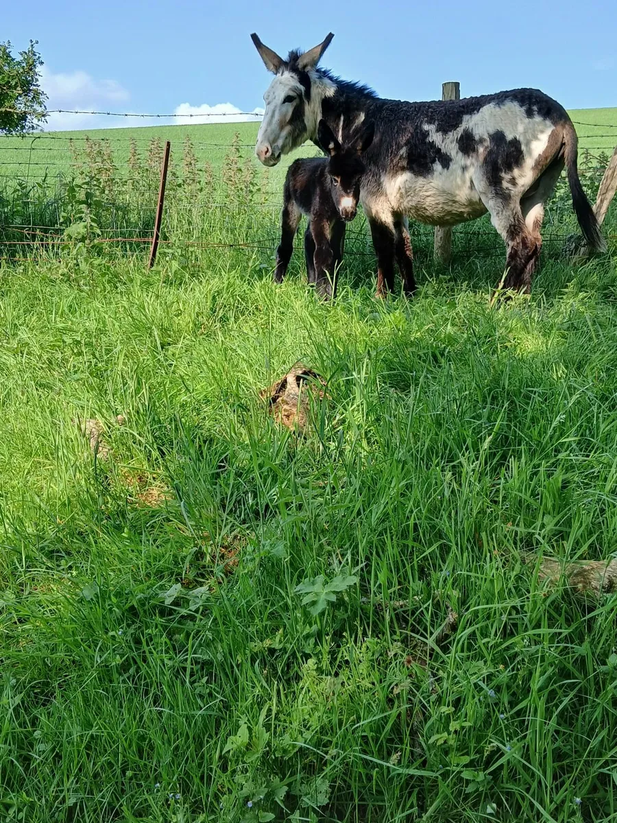 4 year old Piebald mare donkey with foal - Image 2