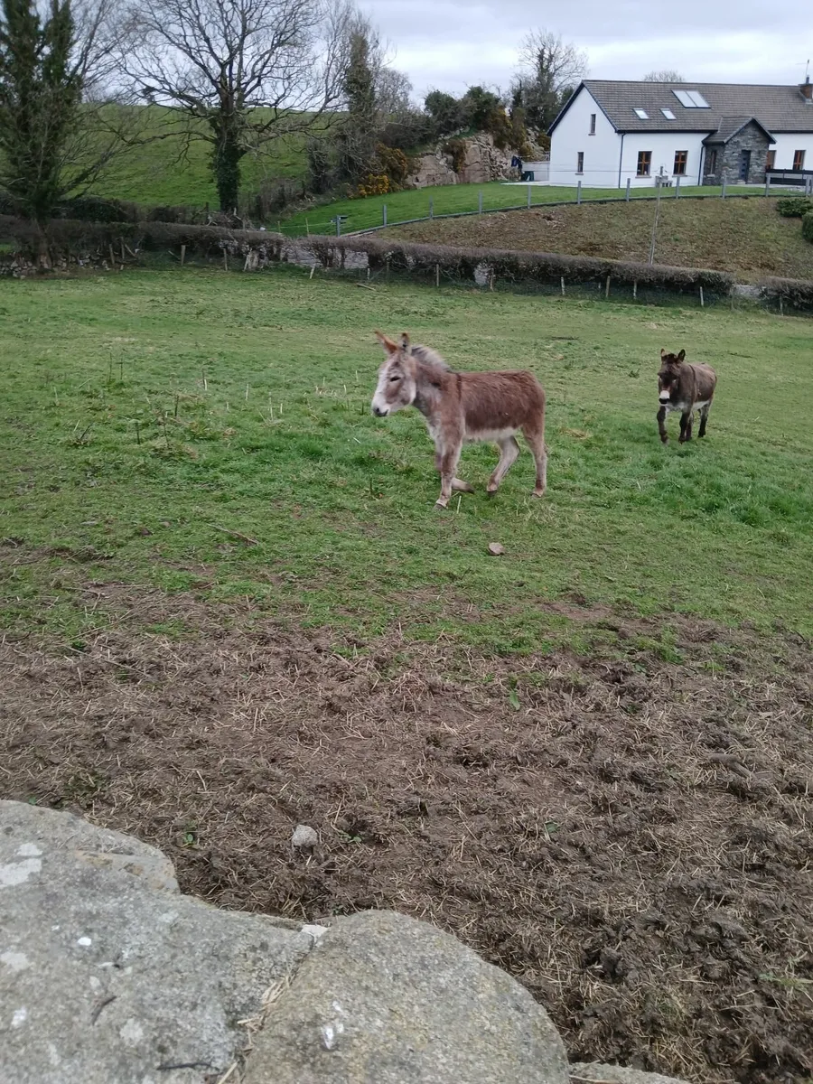 2 year old and 1 year old chestnut jack donkey's - Image 2