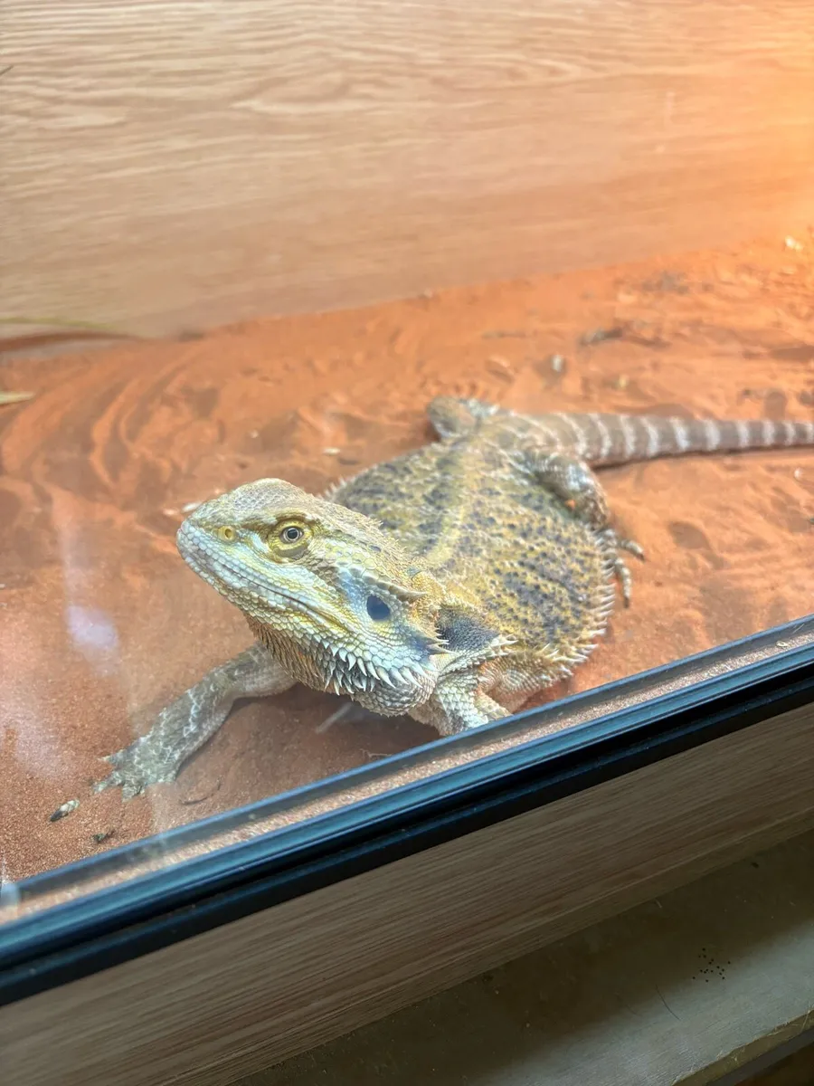 Bearded Dragon + Enclosure - Image 1