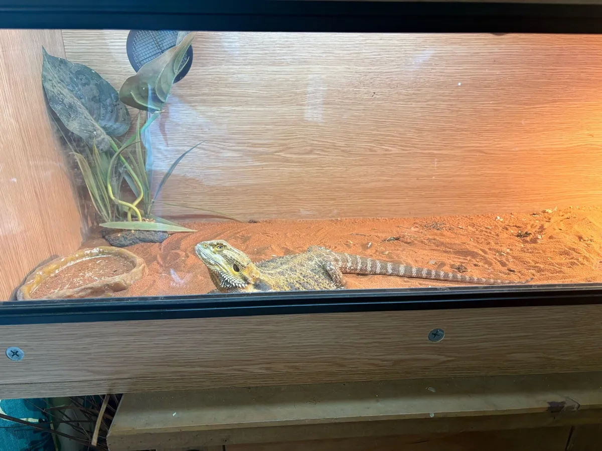 Bearded Dragon + Enclosure - Image 2