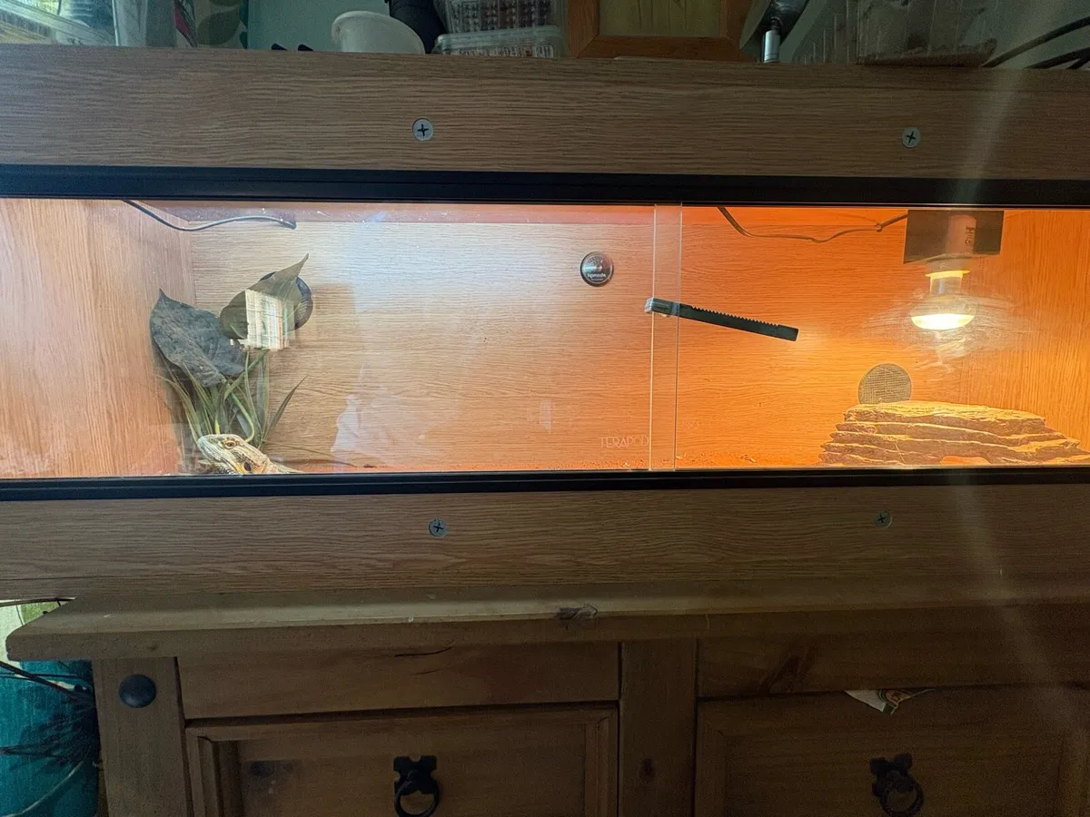 Bearded Dragon + Enclosure - Image 3