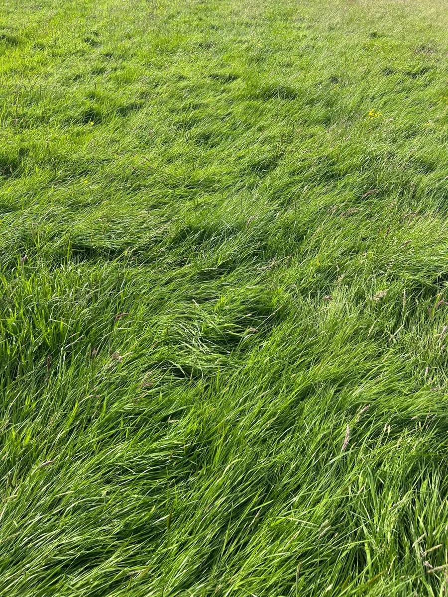 Silage grass 52 Acres excellent quality - Image 2