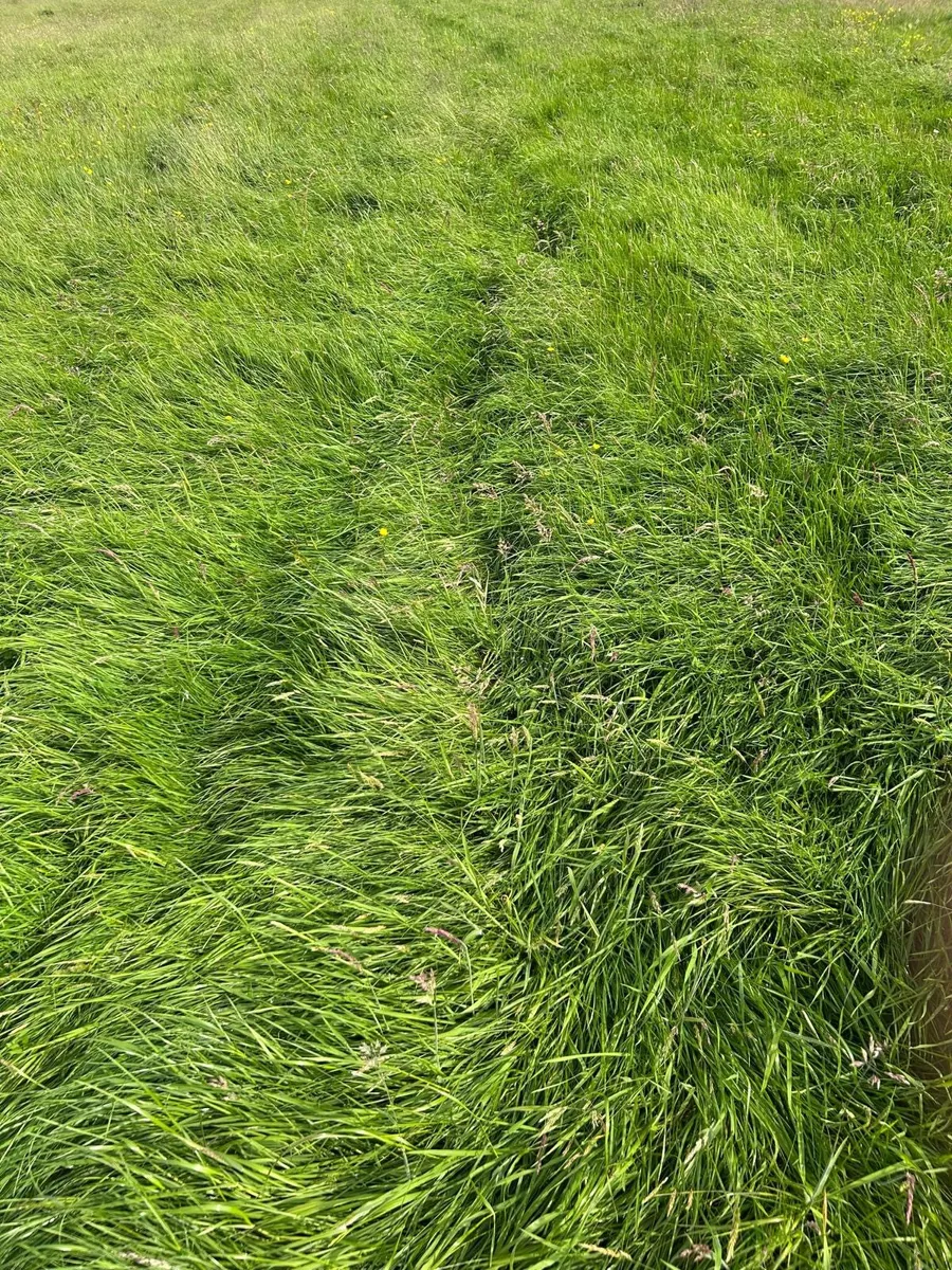 Silage grass 52 Acres excellent quality - Image 1