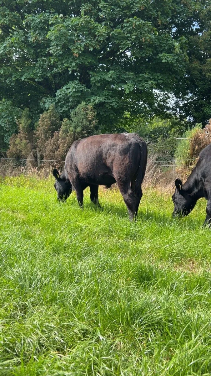 8 Angus bullocks - Image 1