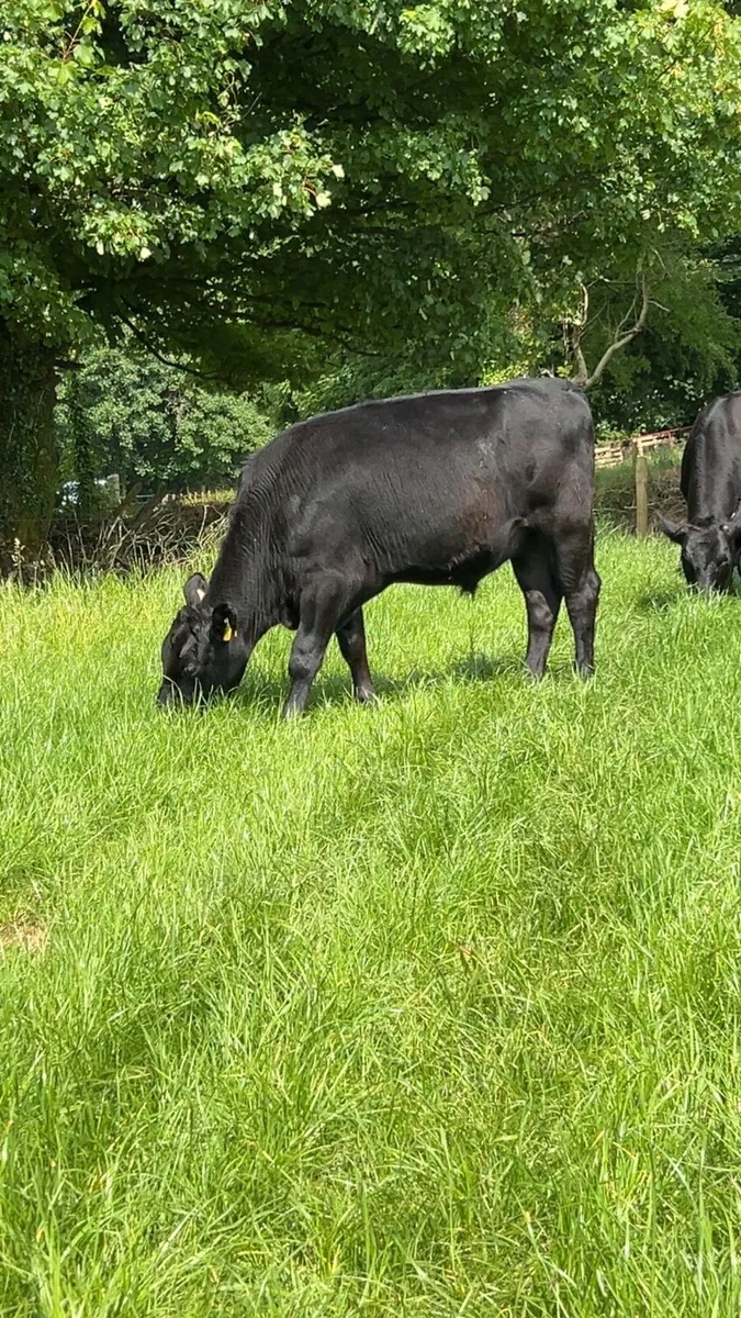 8 Angus bullocks - Image 2